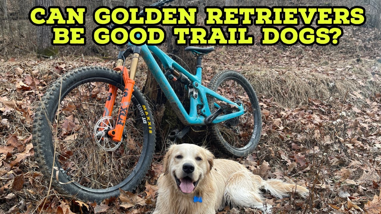 Can my Golden Retriever be a good trail dog?