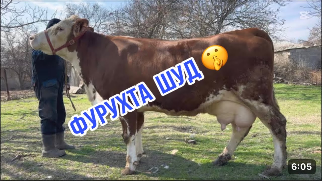 СЕМЕНТАЛИ ЭЛИТА 18-л ШИР 27 февраля 2026 г.