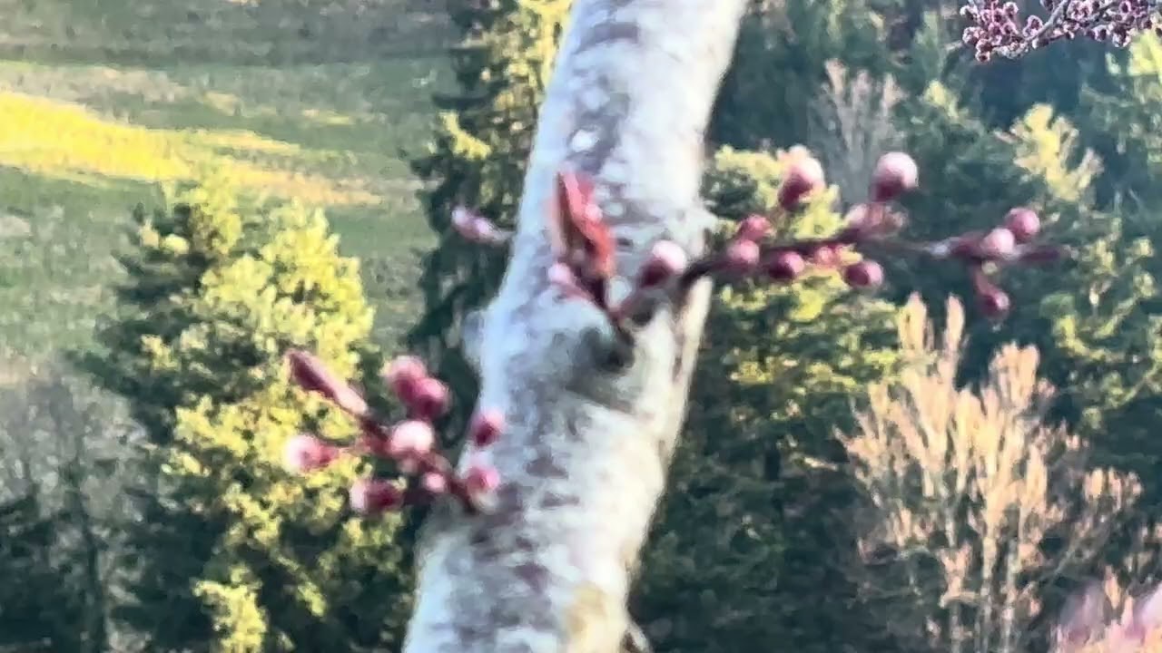 Kirschpflaume und Ameise