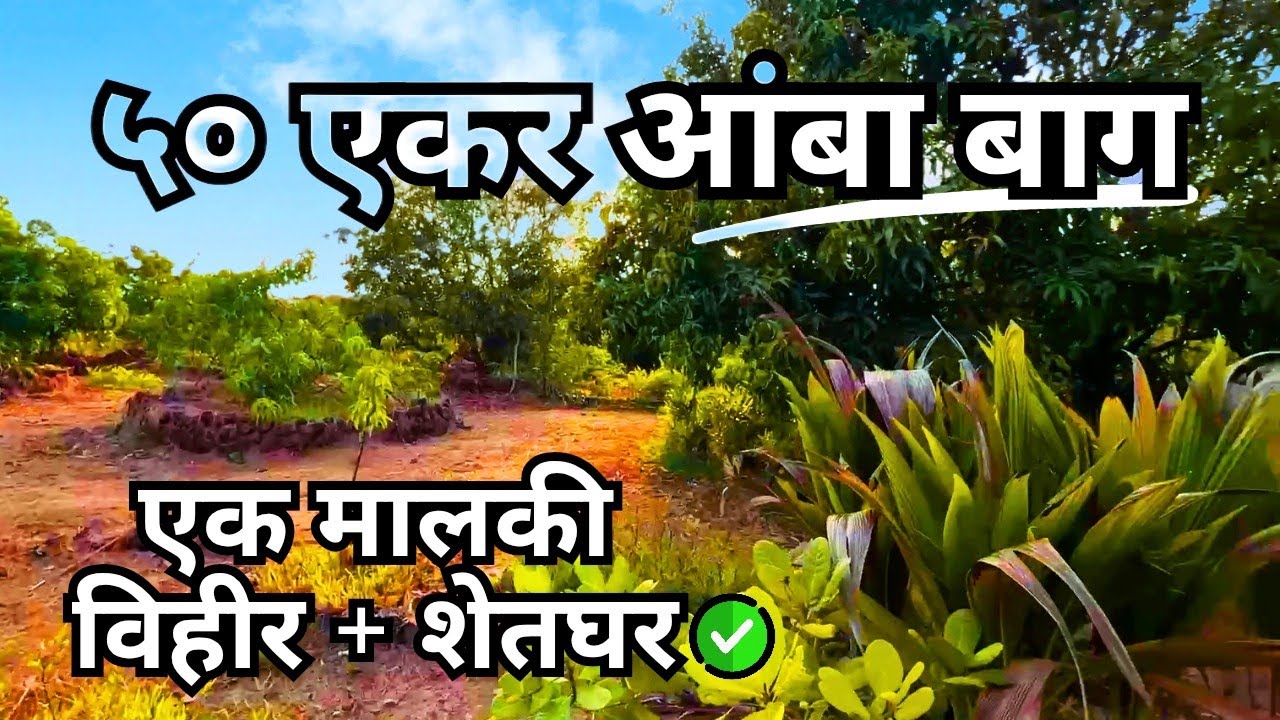 कोकणात 50 एकर आंबा बाग विकणे आहे !