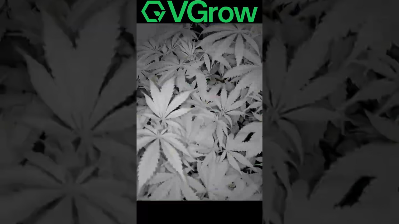 38 Tage Wachstum in 25 Sekunden &ndash; VGrow Timelapse 🌱⚡