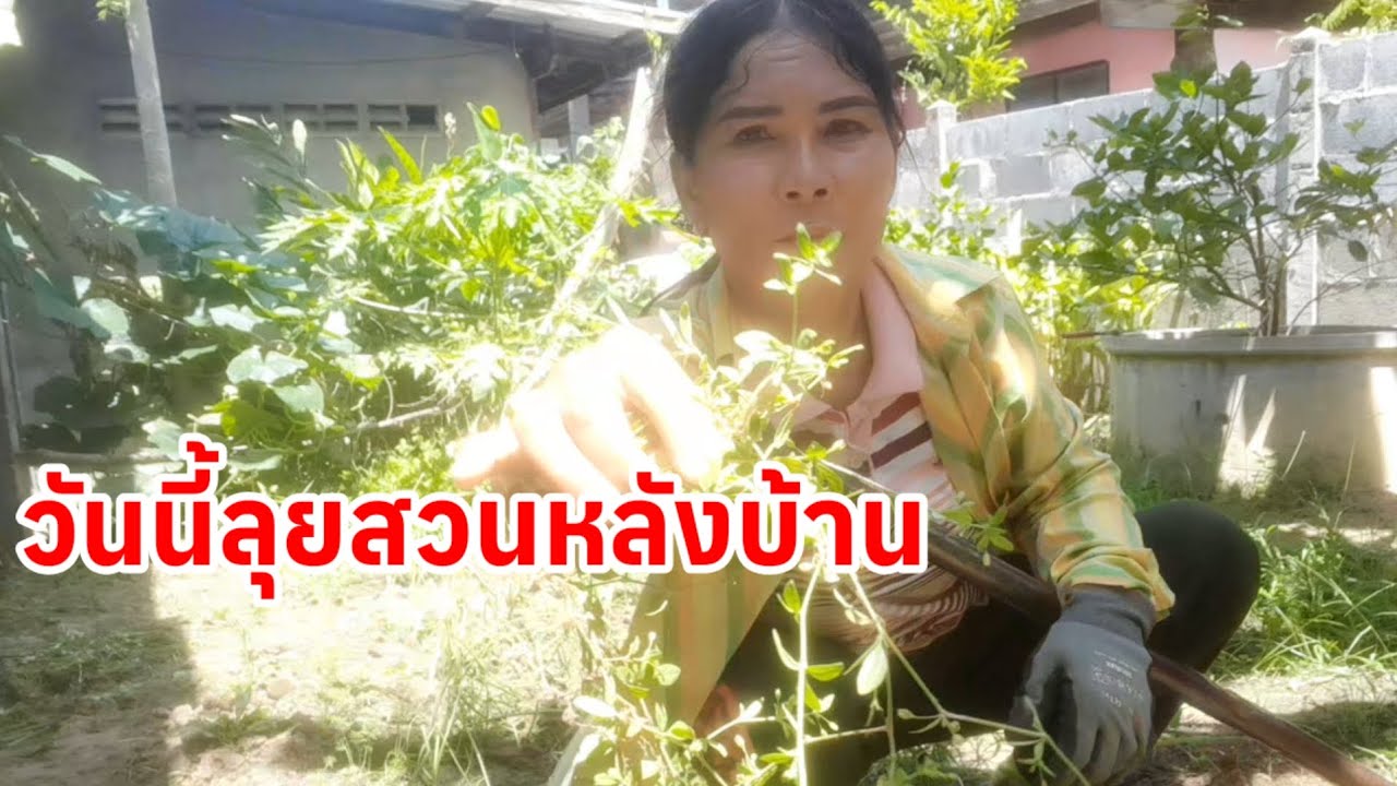 # เราปลูกผักเราก็ได้กินผักปลูกดอกไม้ก็ได้ชมความสวยงามนี่คือชีวิตยายบลคนโคราช