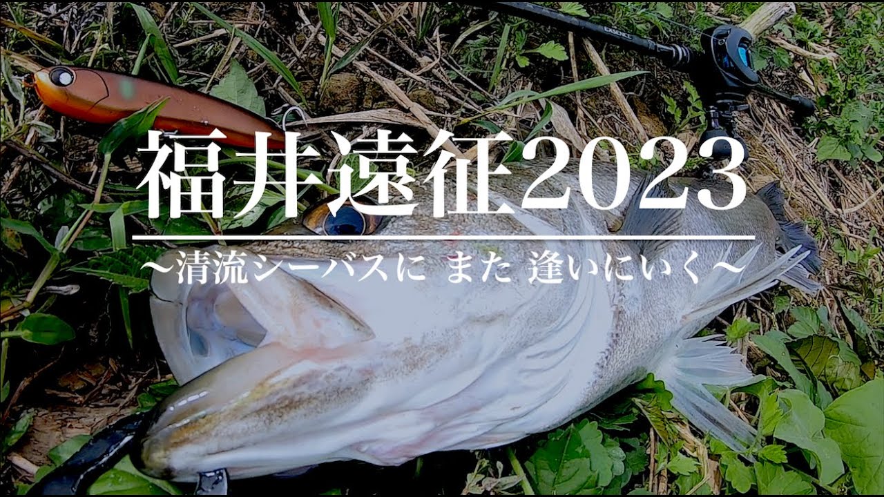 清流シーバスに また 逢いにいく 編【福井遠征2023】