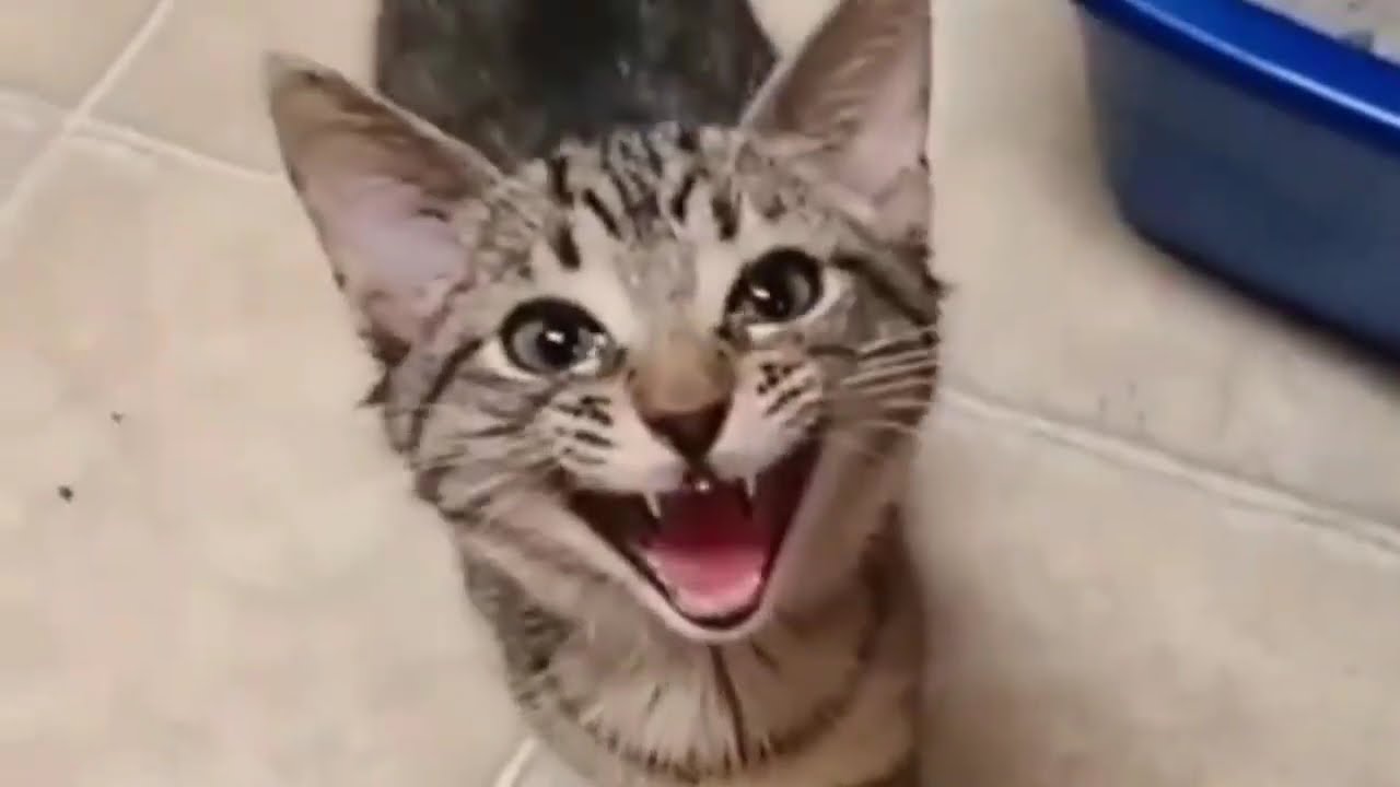 when meows turn into full-on conversation😹