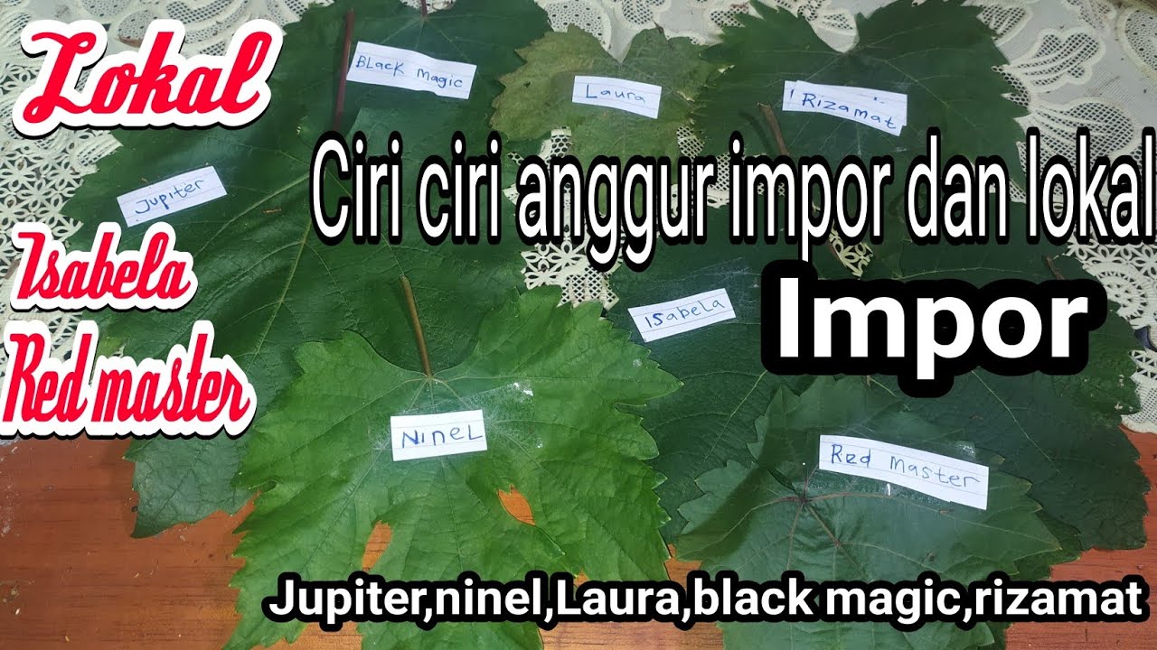 ciri ciri anggur import dan lokal