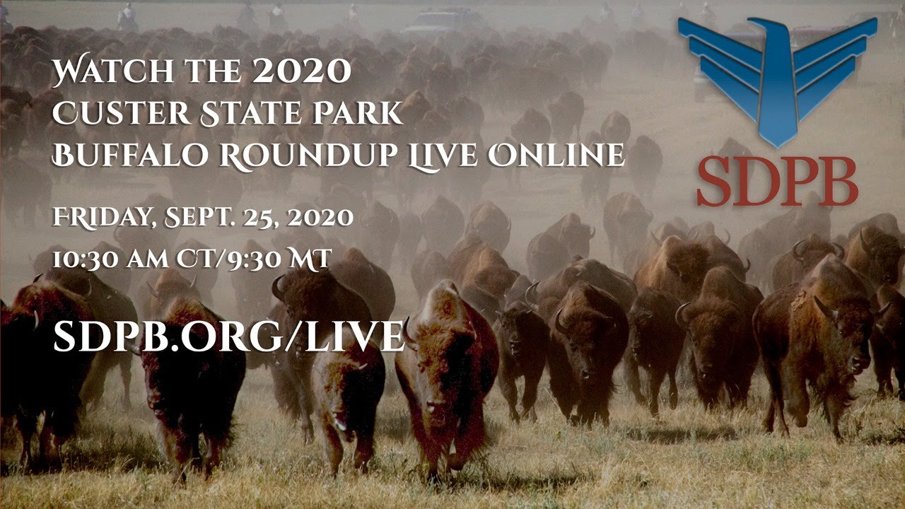 The 55th Annual Buffalo Roundup live from Custer State Park