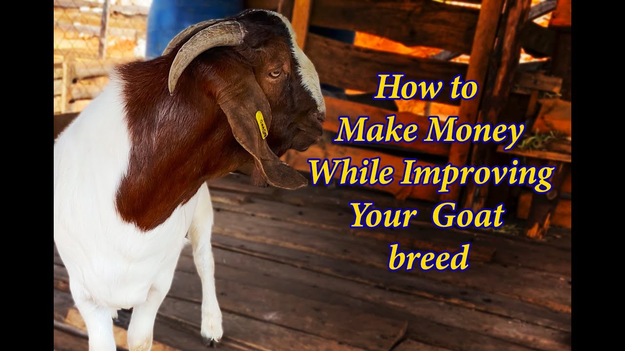 How to make money while improving  goat breed at your  farm