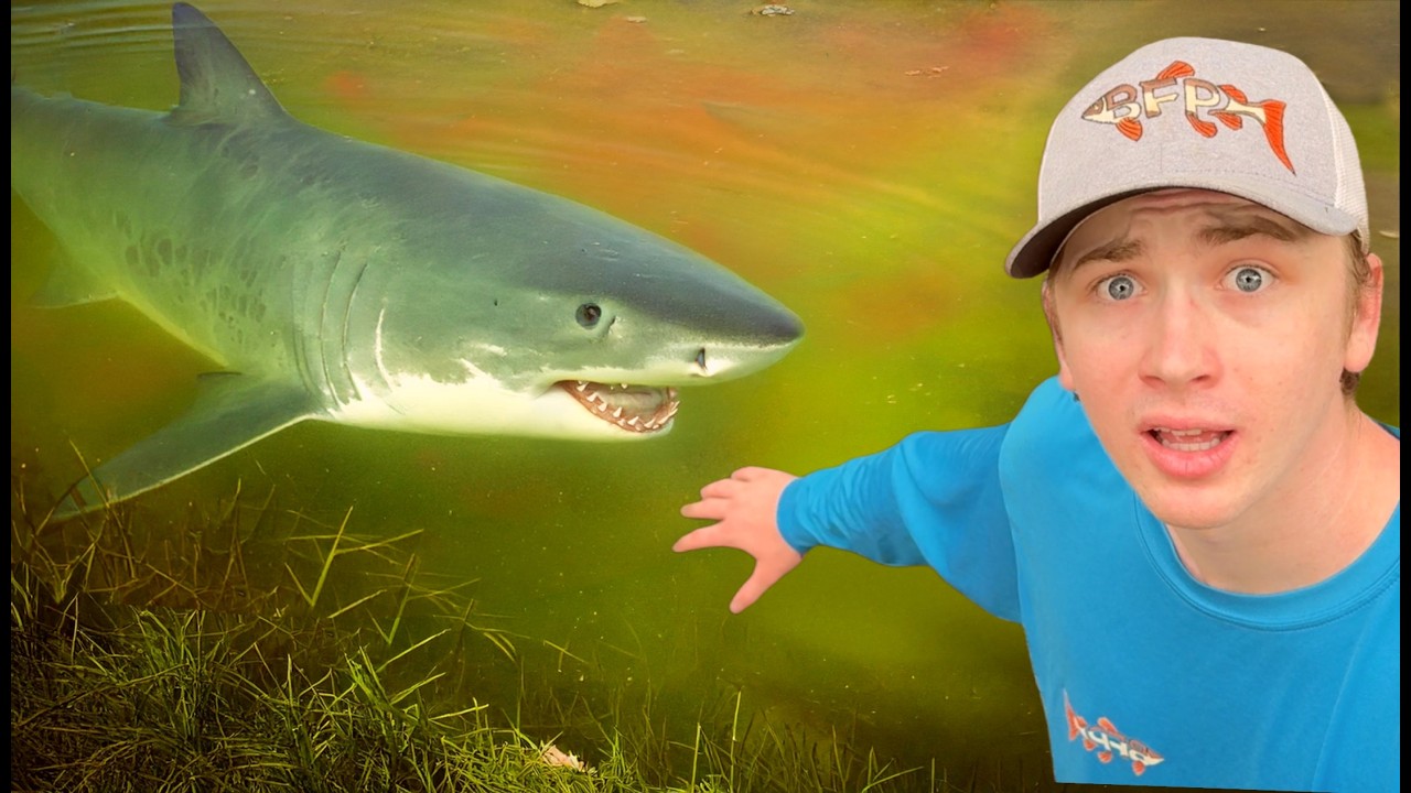 I Caught a Shark in My Pond!