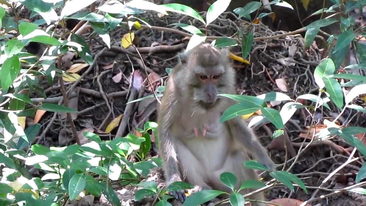 Crab-eating Macaque (Macaca fascicularis)