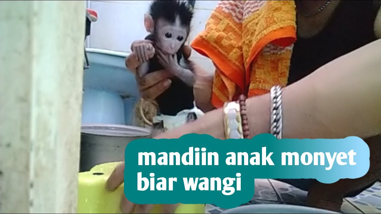 baby monpai || baby monkey || baby || memandikan anak monyet lucu biar wangi
