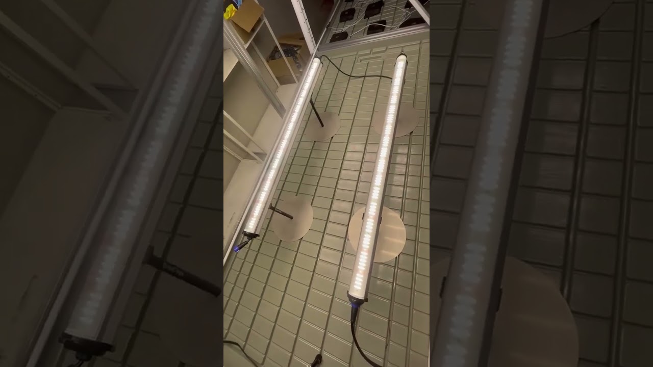 Under-canopy and side lighting technique #undercanopylight #sidelighting #ledgrowlight