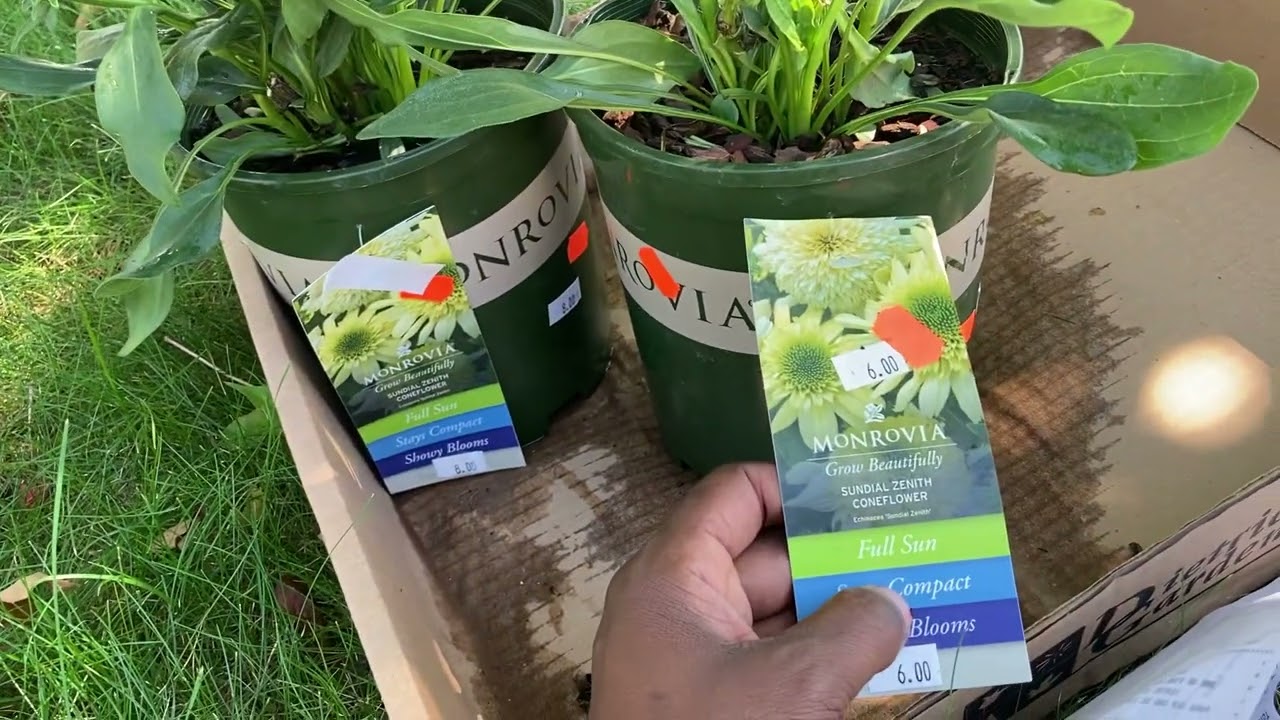 Plant Clearance Haul 🎉😀🥳