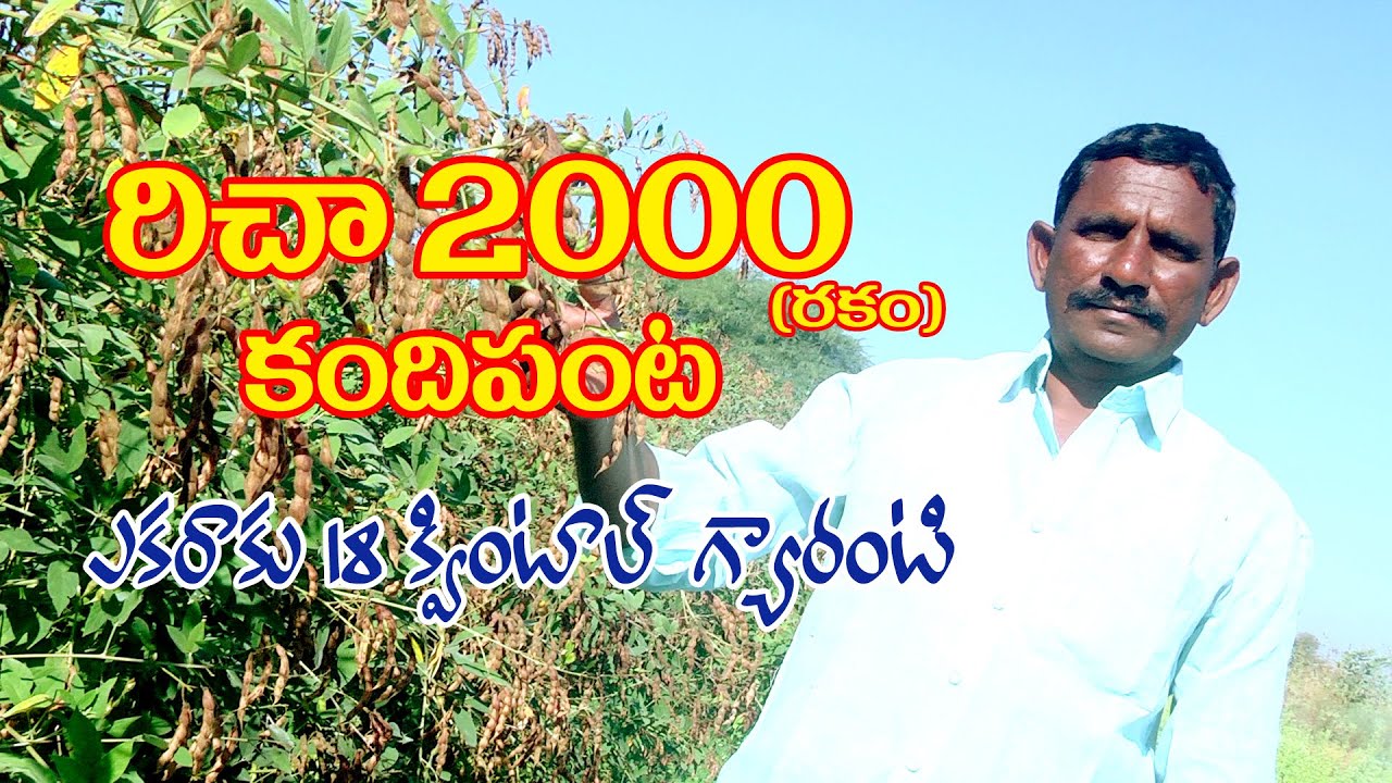 రిచా 2000 రకం కందిపంట//  RICHA 2000 RED GRAM VERYTY.