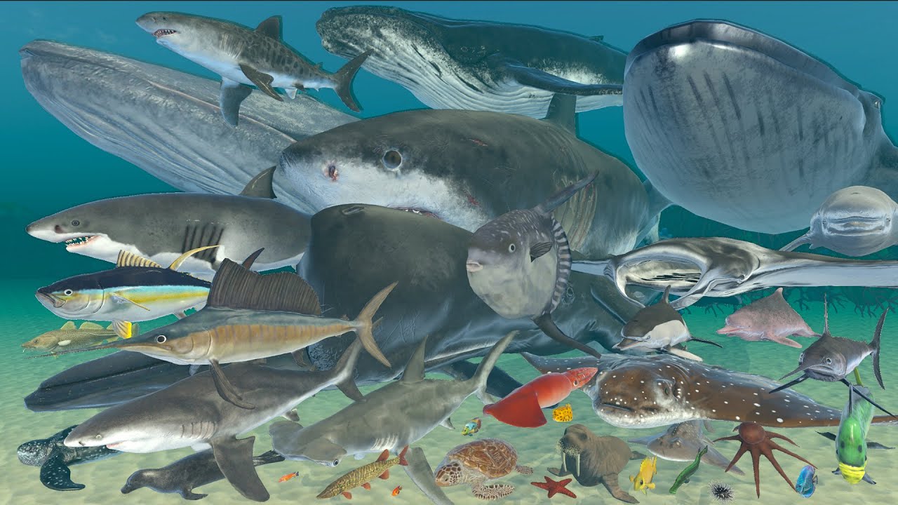 Sea Animal Speed Comparison | 3D Animation Comparison