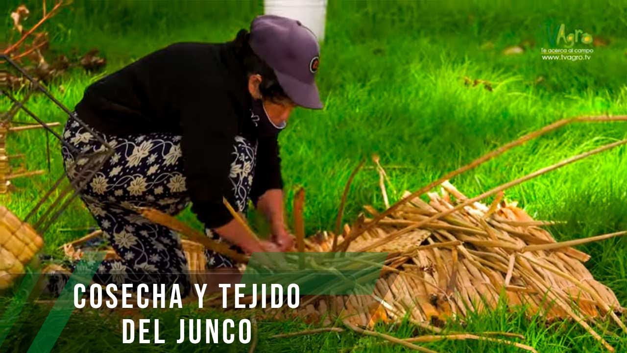 Cosecha y tejido del junco - TvAgro por Juan Gonzalo Angel Restrepo