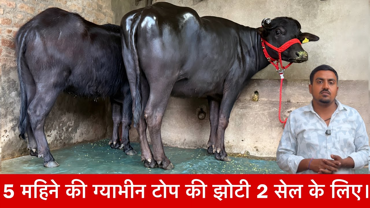 5 महिने की ग्याभीन टोप की झोटी 2 सेल के लिए उपलब्ध Saghu Dairy Farm ✅