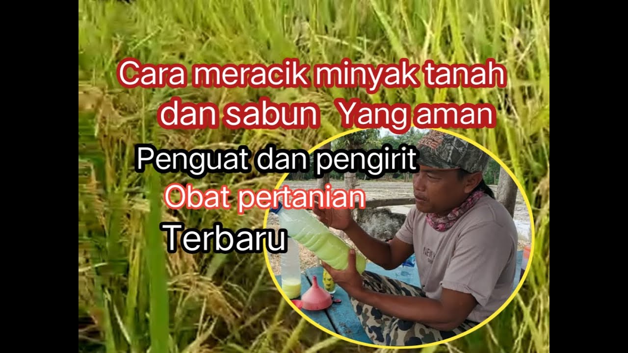 Cara meracik minyak tanah + sabun terbaru... penguat dan pengirit obat pertanian