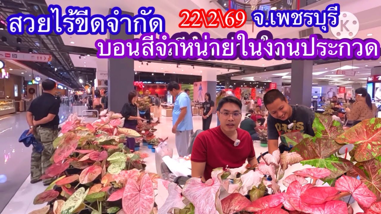สวยไร้ขีดจำกัดบอนสีจำหน่ายในงานประกวด จฺ เพชรบุรี