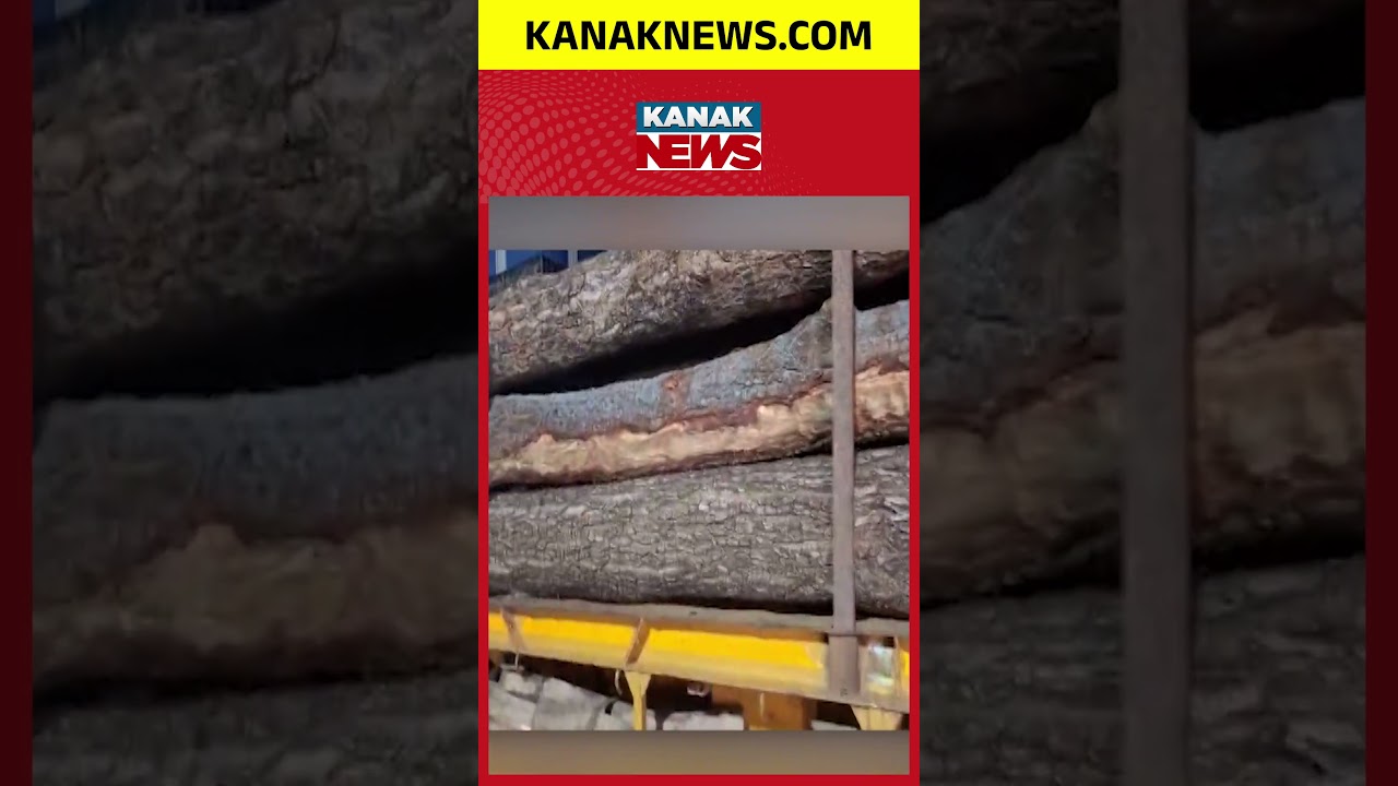 The Wait Is Over! 6th Batch Of Holy Wood Reaches Puri For Lord Jagannath&rsquo;s Chariot