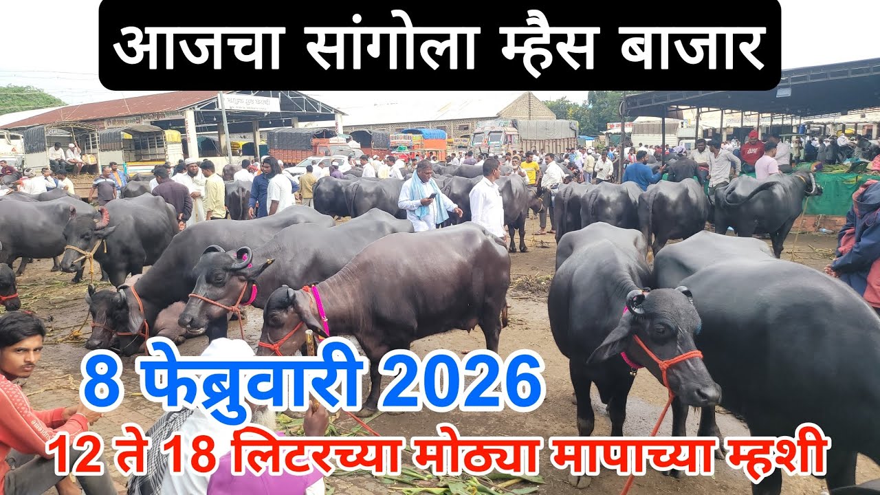 आजचा सांगोला म्हैस बाजार 8 फेब्रुवारी बघा सर्व प्रकारच्या गाईंची चालू मार्केट रेंज Sangola cow marke