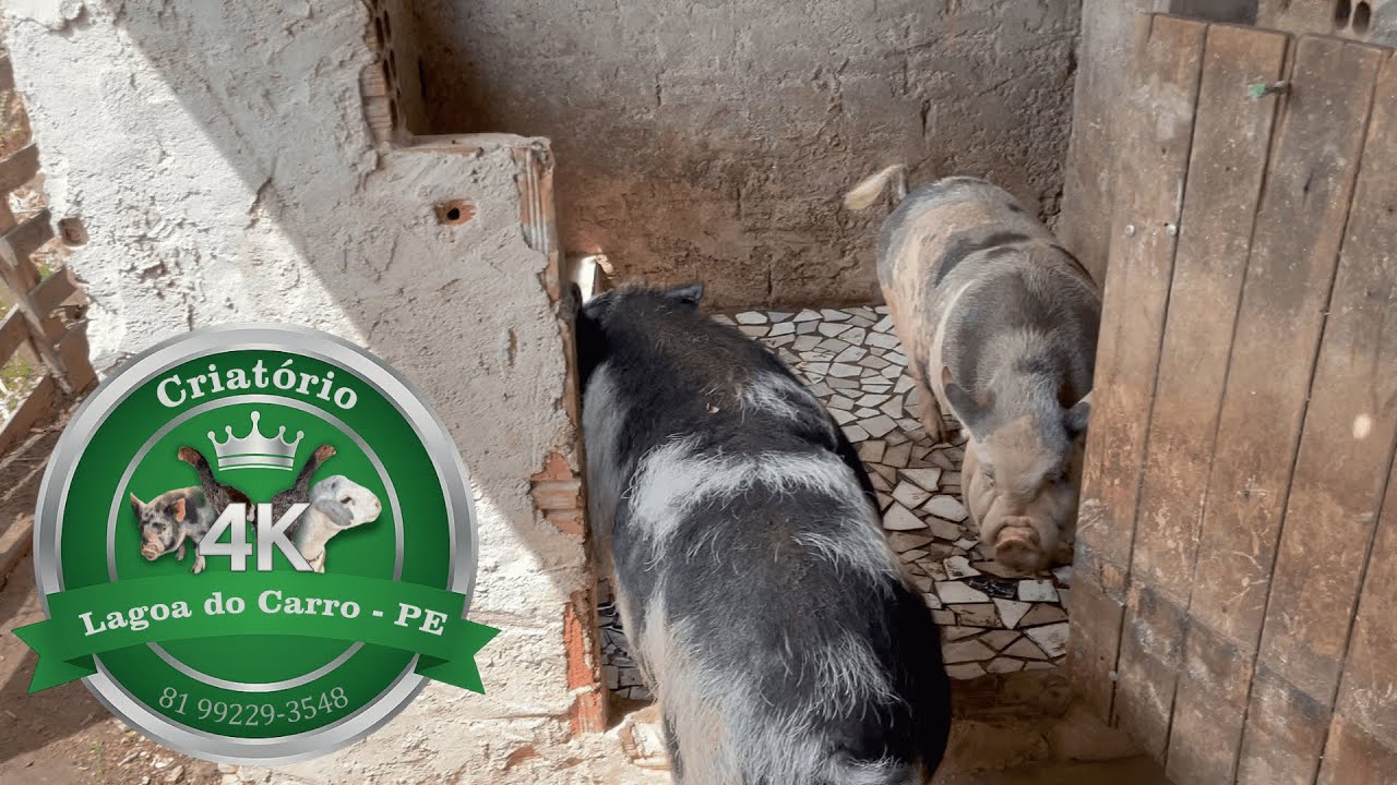 Novo lugar dos Pais dos Mini Porcos 🐷 (Criatório 4k)