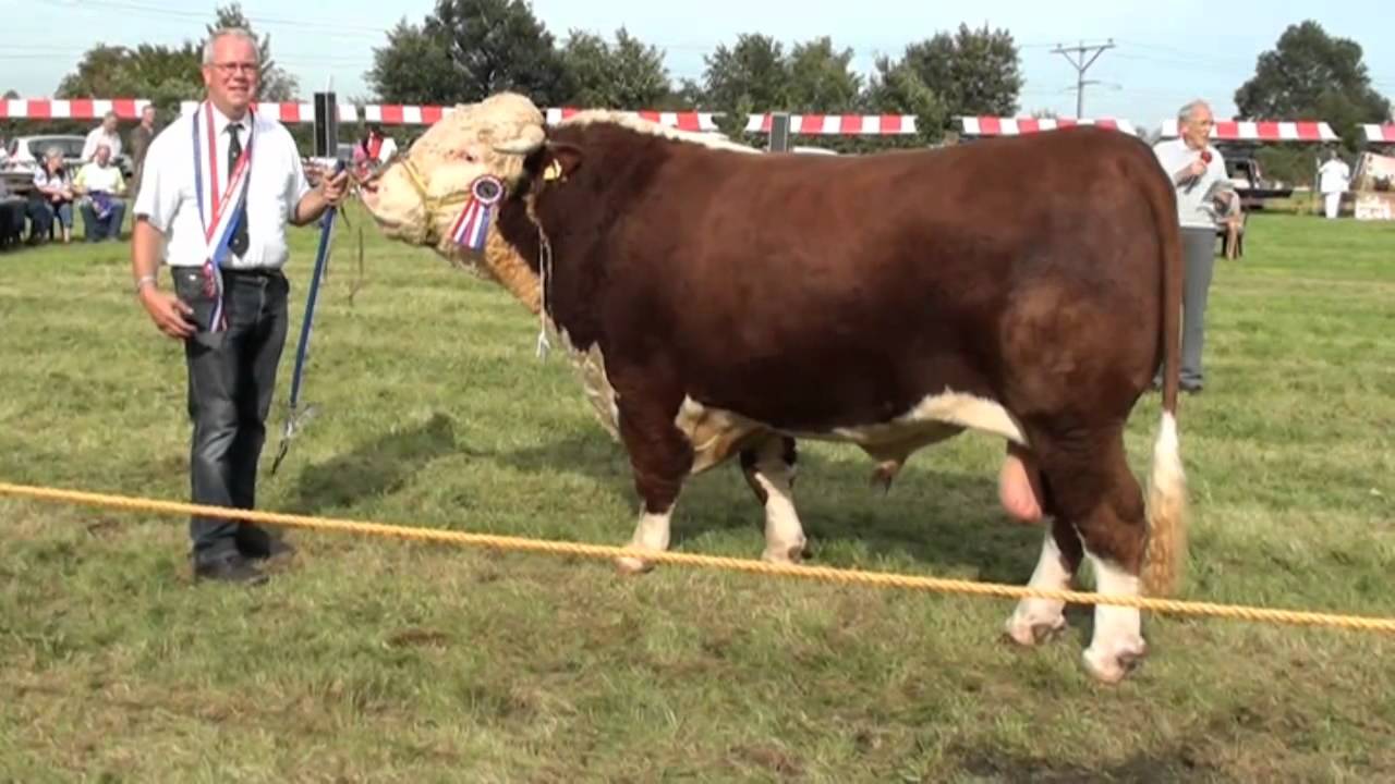 hereford koeien keuring dalfsen.