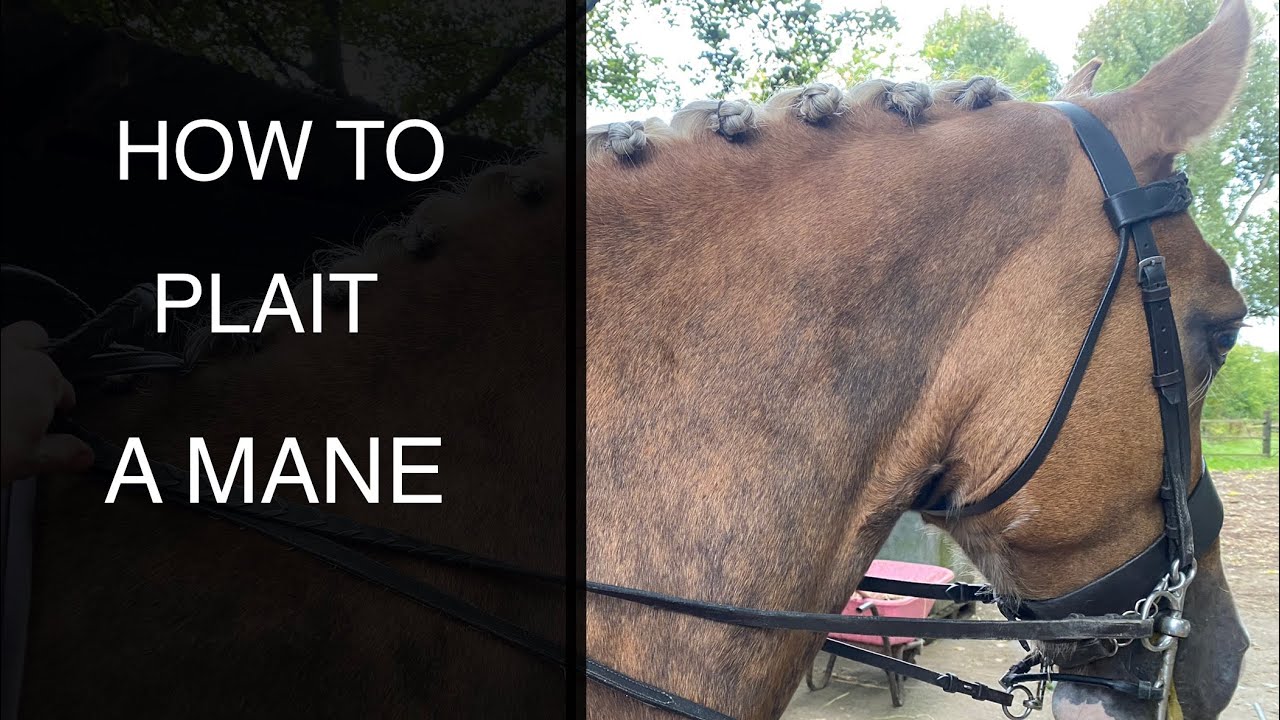 How to plait / braid your horses mane for competition using thread - tutorial