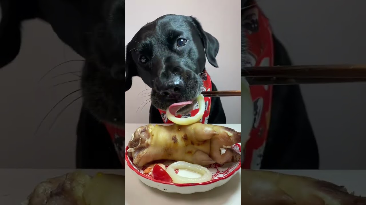 Changsha, a city with hail, has frozen to death! Dogs eat better than me series. Oh my god it's so