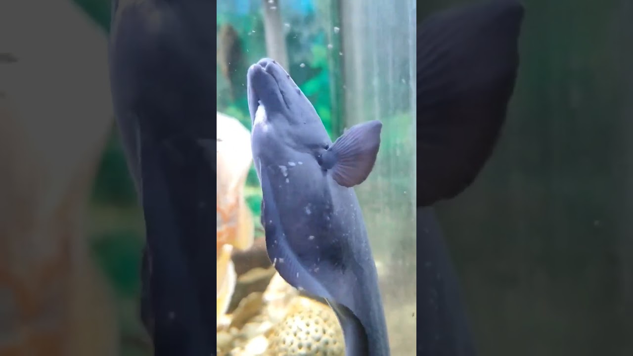 Hantu penghuni Aquarium 👻 