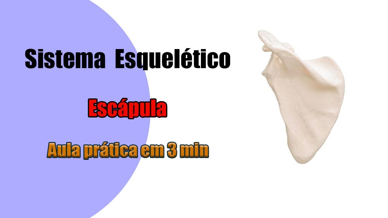 Escápula - Sem Enrolação - Anatomia Humana - Anatomia