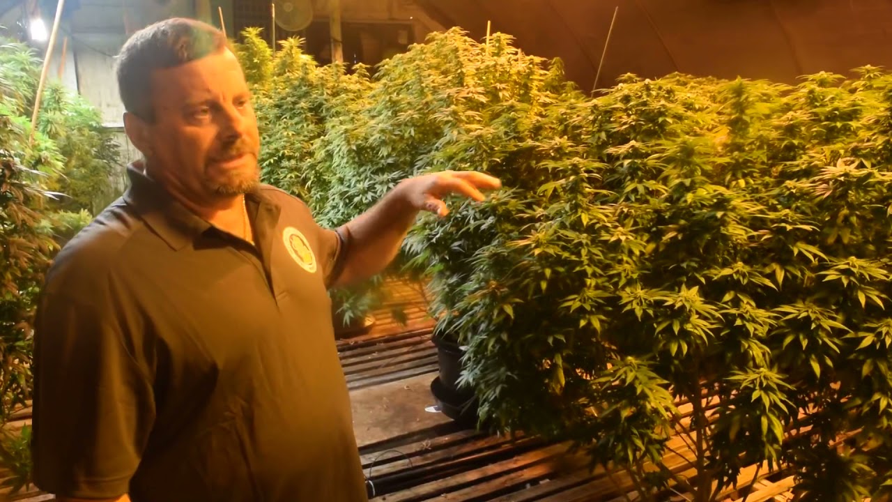 Flowering Room Tour