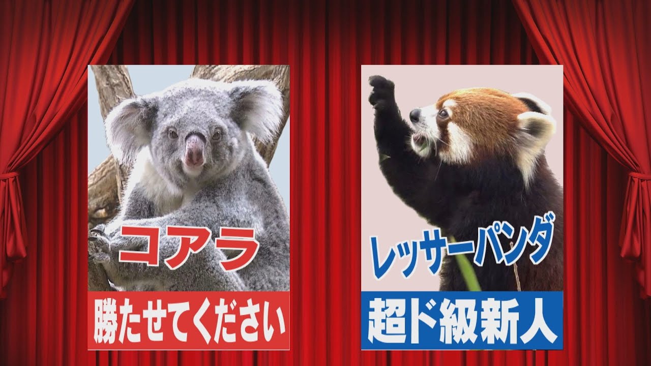 大本命の王者か？驚異の新人か？2年に1度　約450種の頂点に立つのは…東山動植物園「人気動物ベストテン」【イマネタ】2022年11月21日放送