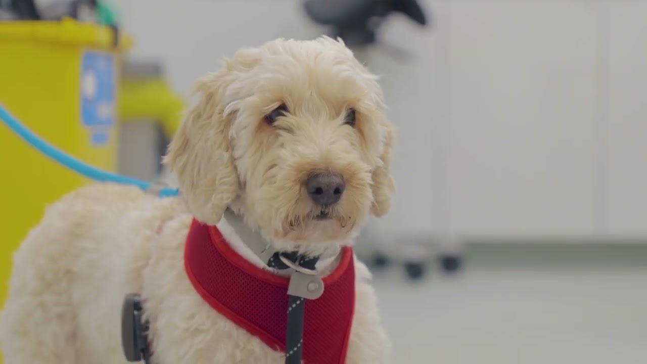 Sandy's Dentistry Patient Journey at Davies