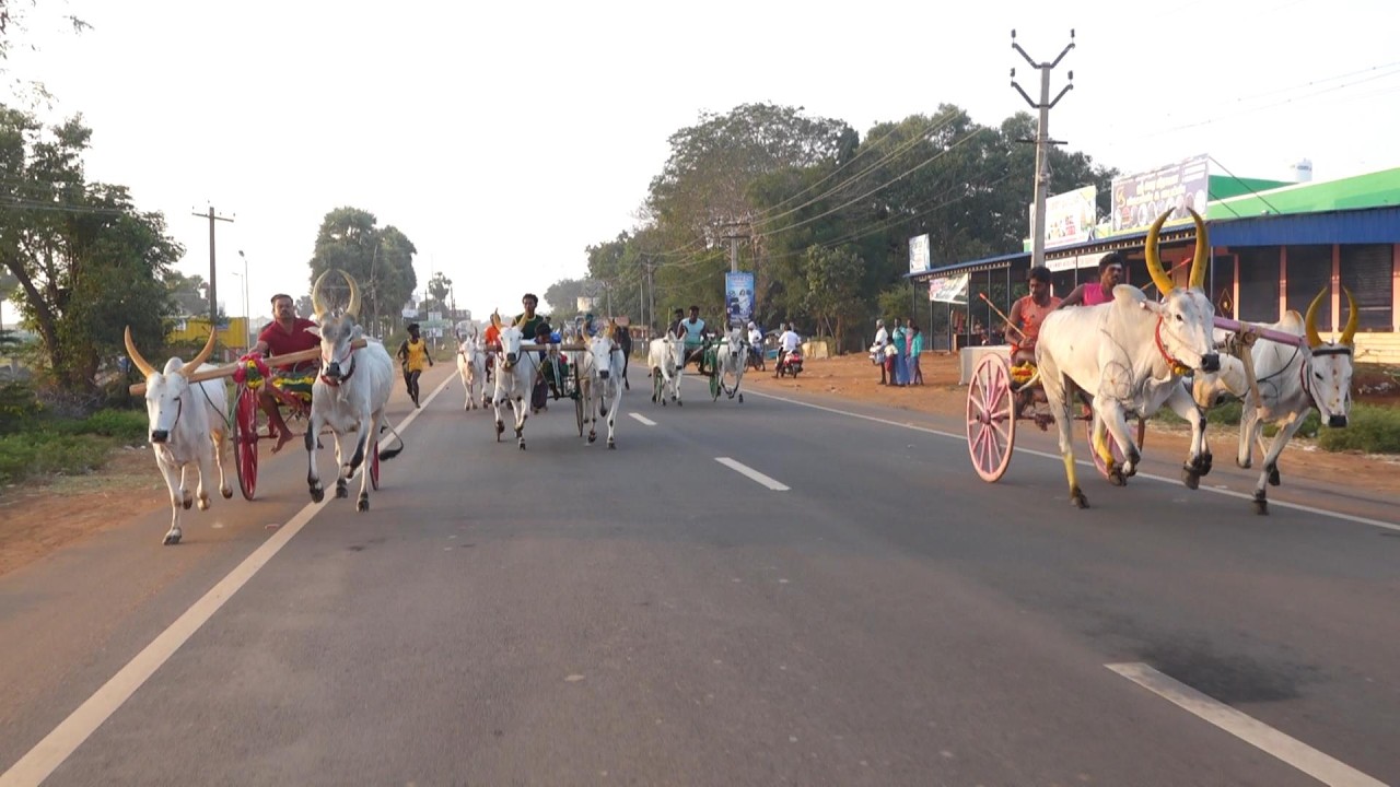 ETSS-மறவமங்கலம் பெரியமாடு - 07/02/2026