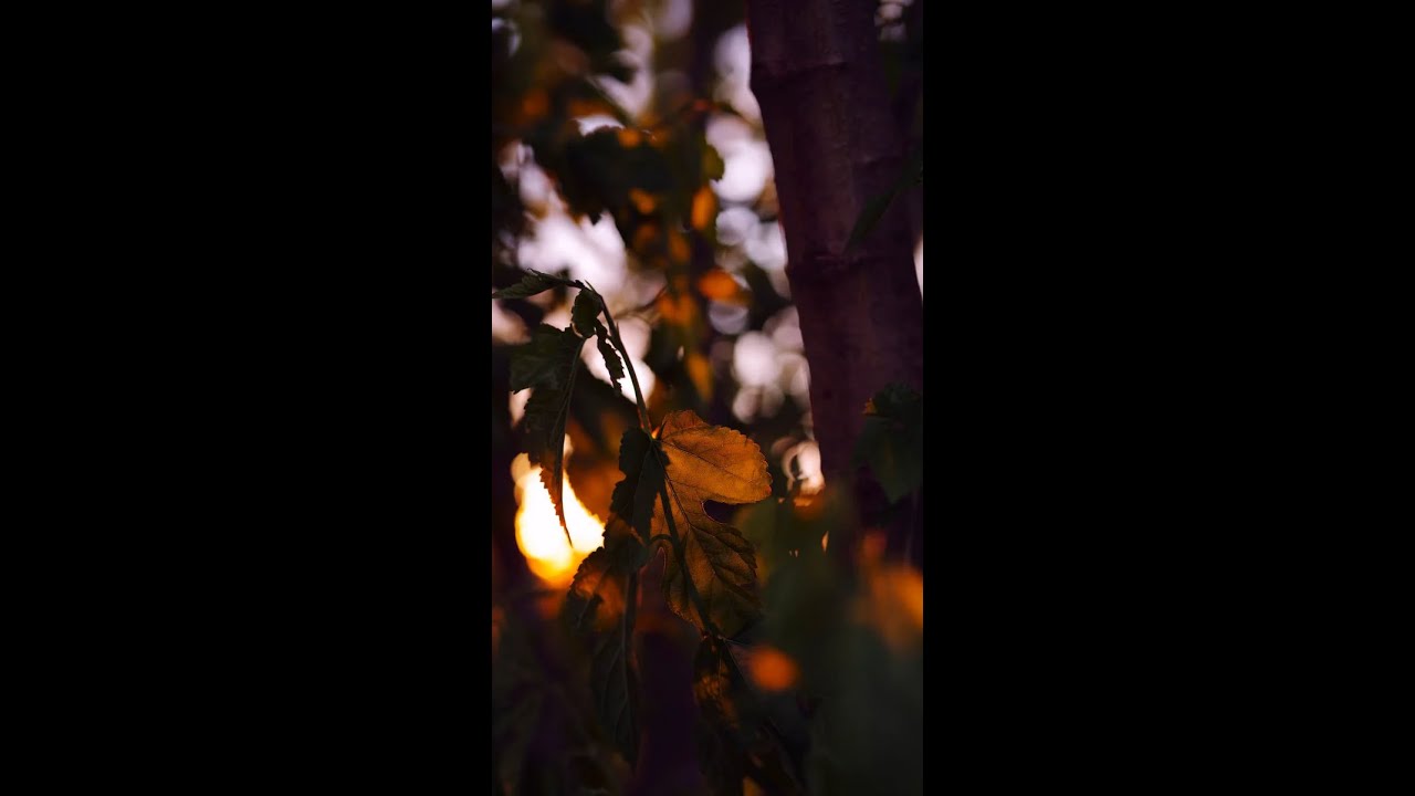 ⚙️4K Earth, Wind & Fire - Miracles(featuring Horns Strings Arrangement Jerry Hey, George Del Barrio)