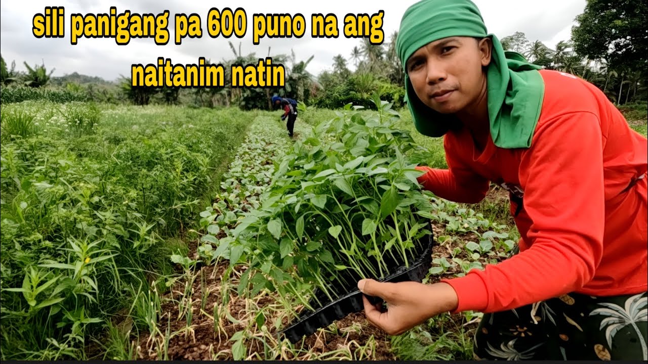 Pag tanim ng Sili target na Maka 1,200 kapuno Pag kakayanin