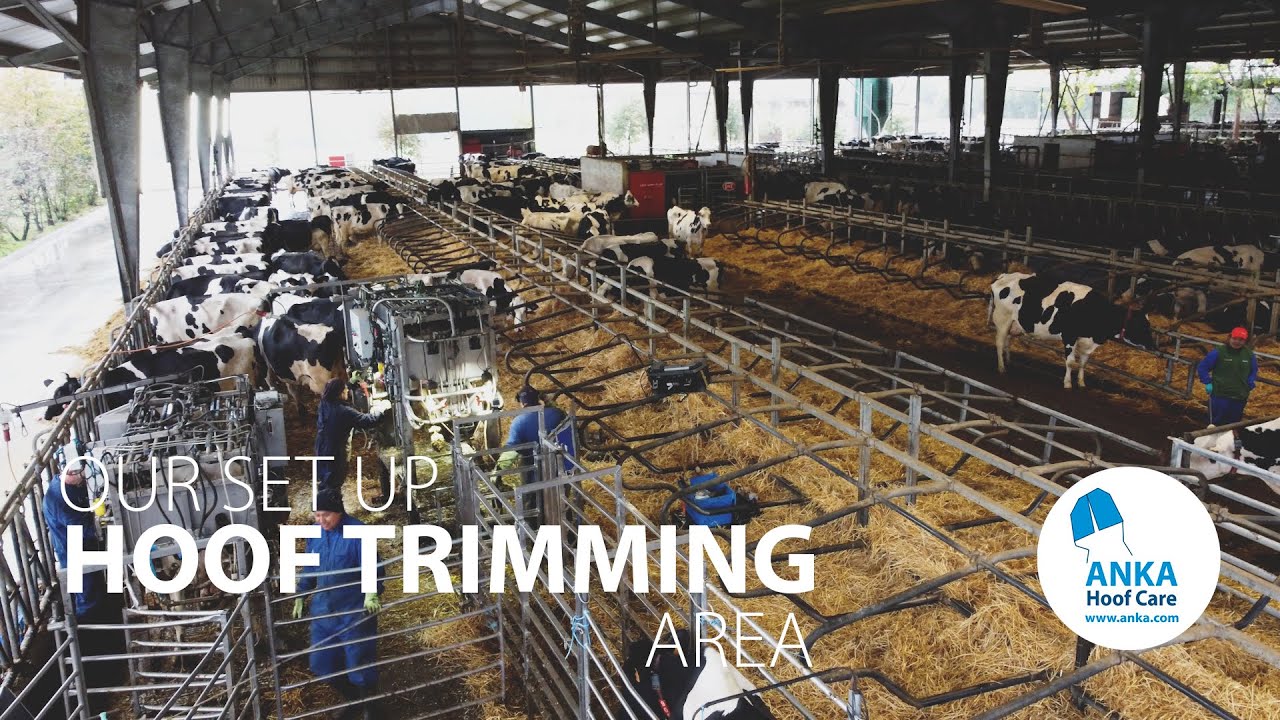 ANKA - Our Set Up Hoof Trimming Area at Lacturale Farm (Spain)