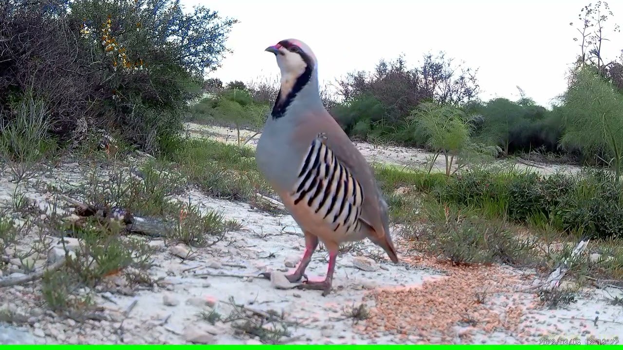 Chukar partridge (Alectoris chukar)/ ΠΕΡΔΙΚΑ