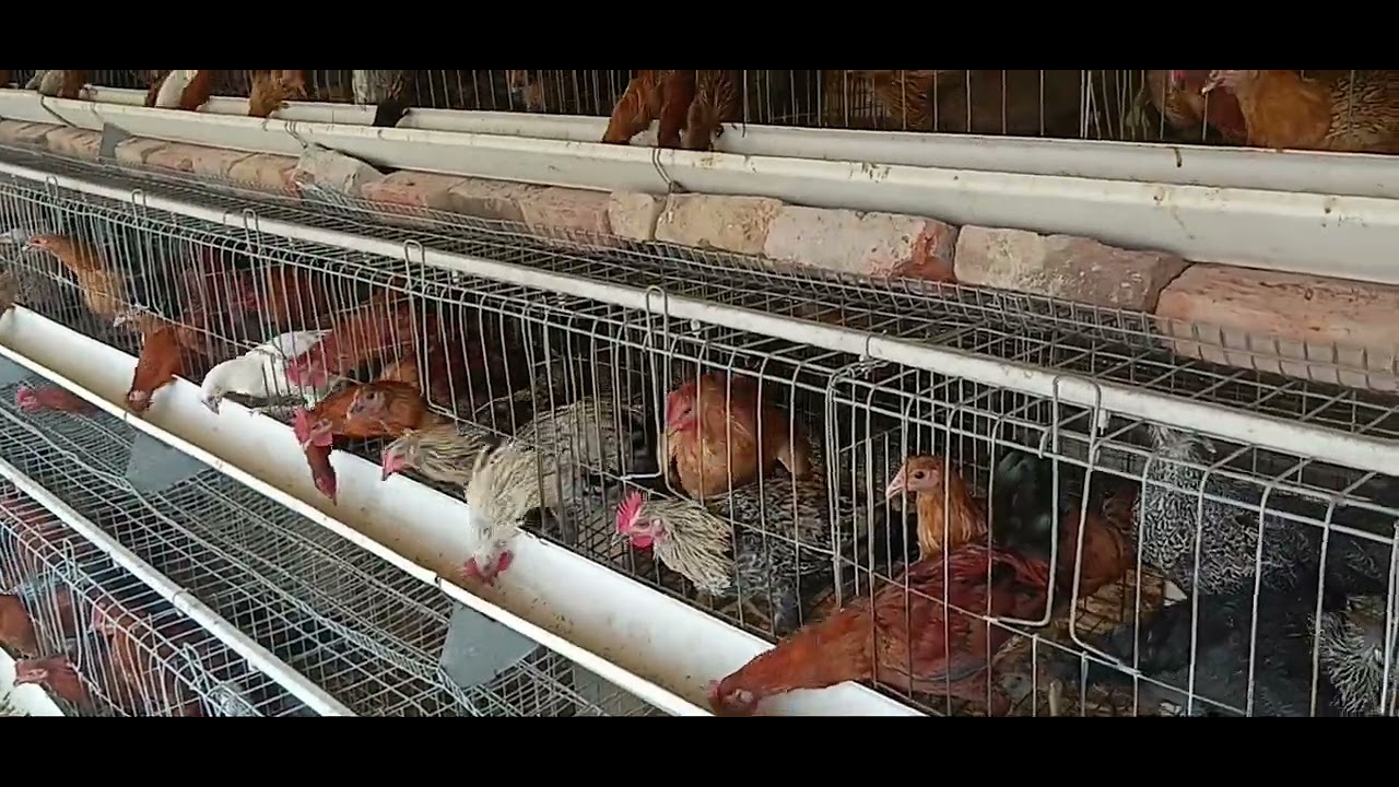 Desi sonali murgi eggs Production 
