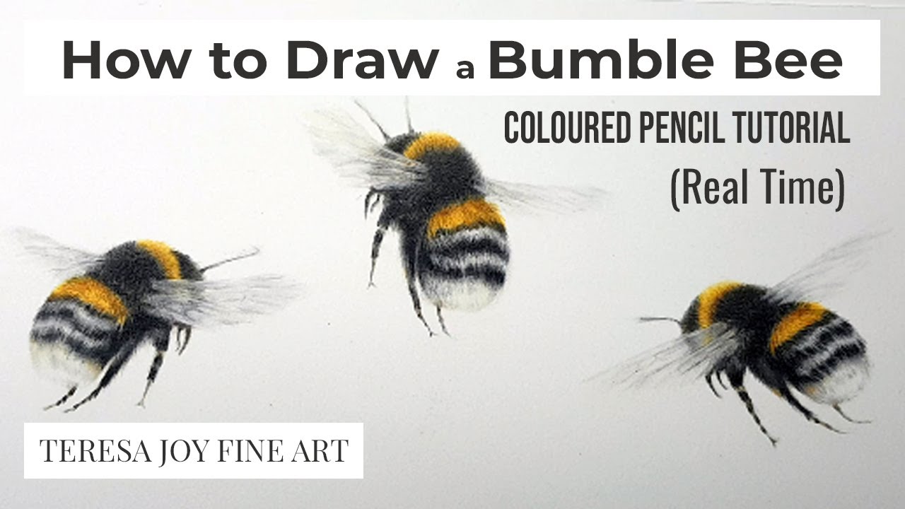 How to Draw a Bumble Bee in Coloured Pencil (REAL TIME Tutorial)