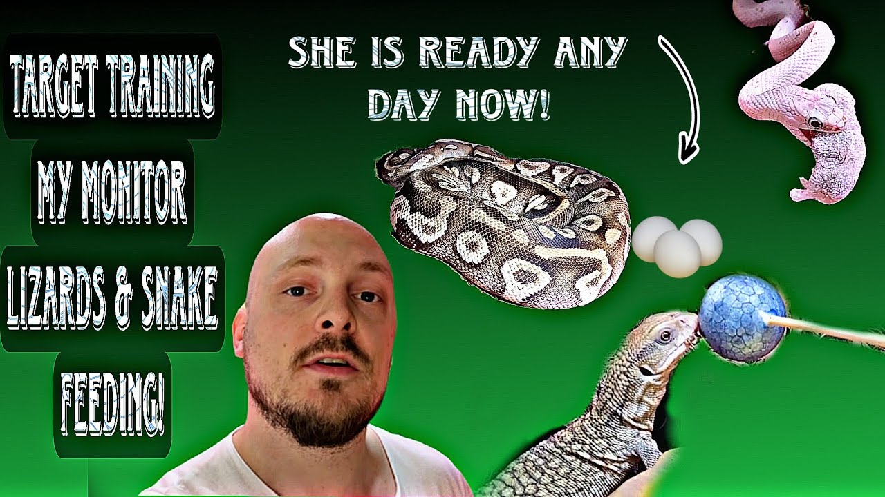 ANOTHER SNAKE FEEDING VIDEO + TARGET TRAINING MY MONITOR LIZARDS | WESTBAY REPTILES