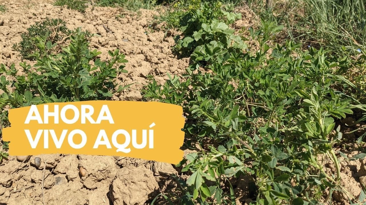 ¿ Por qué la alfalfa no es un buen abono verde?