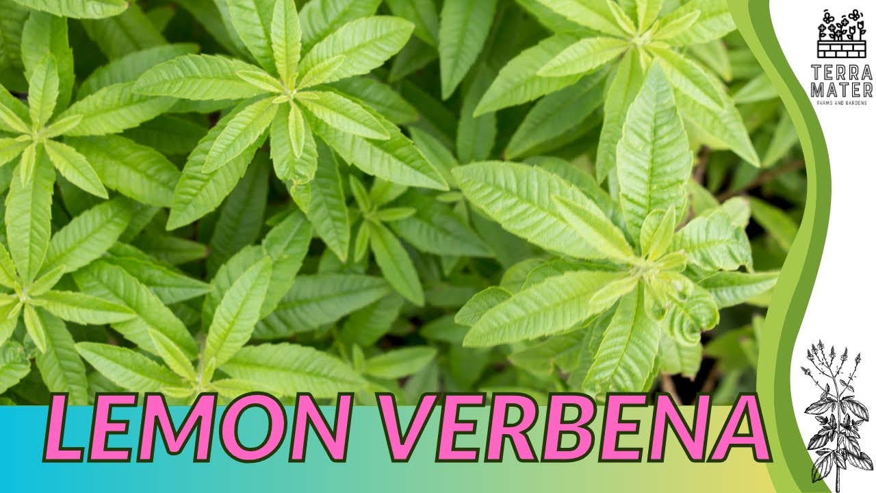 Growing LEMON VERBENA: Quick Tips for (Aloysia citrodora)