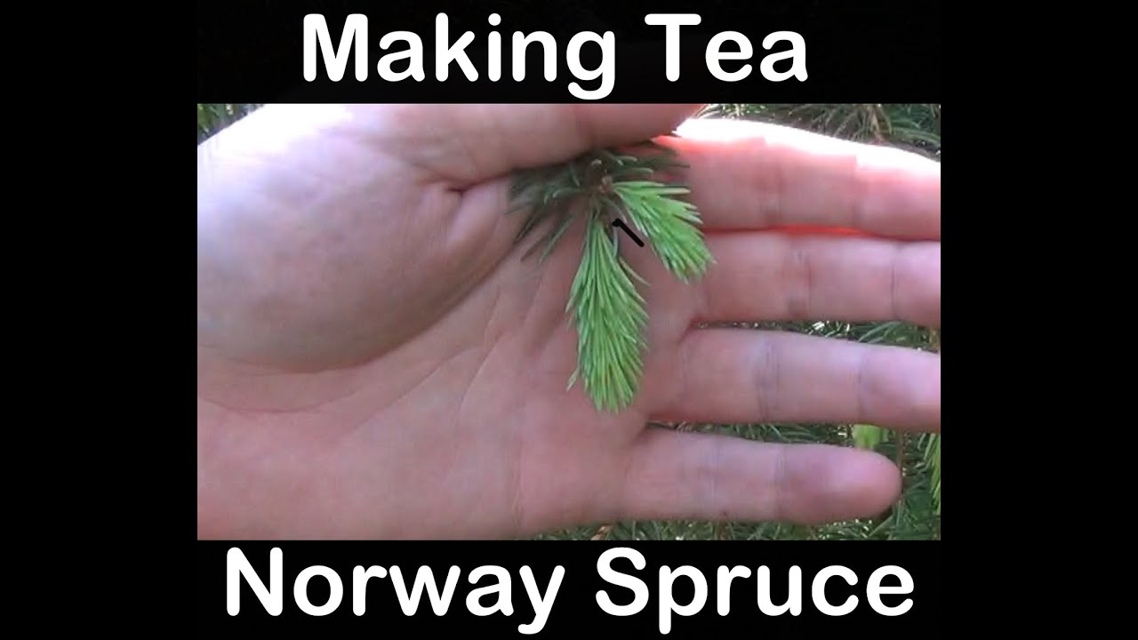 Making Spruce Tea