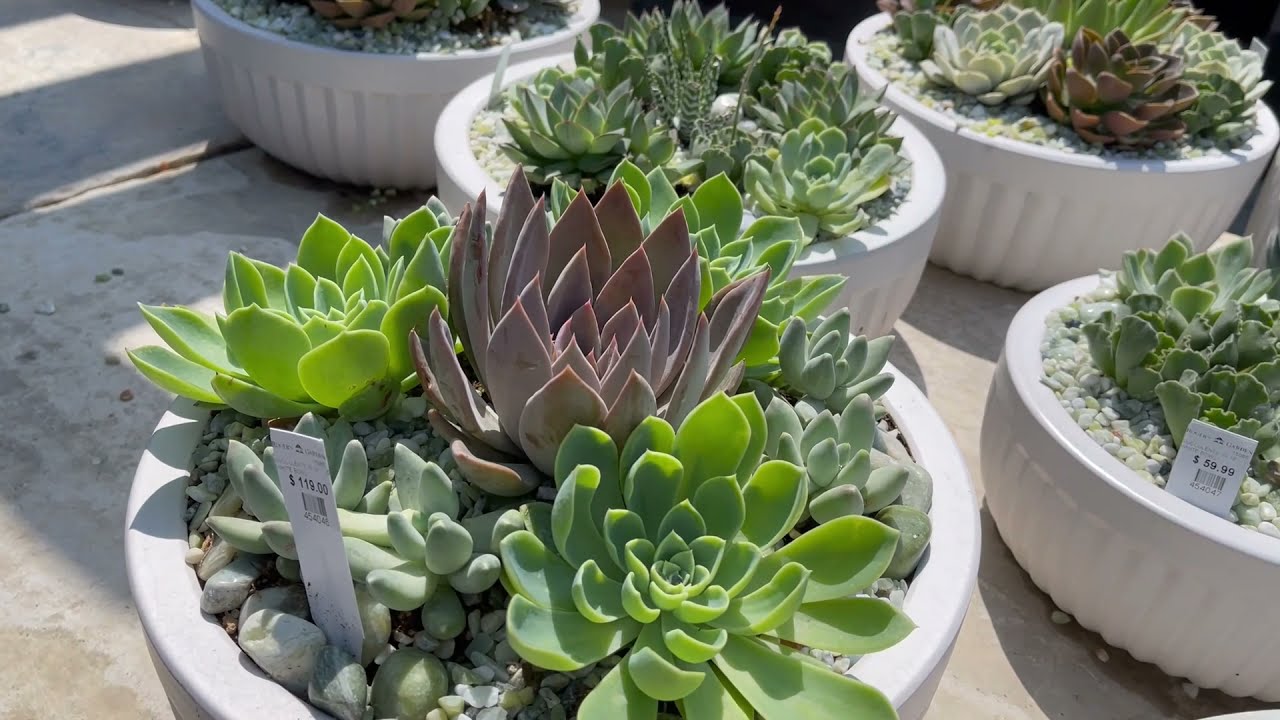 Roger's Garden - Beautiful Succulent Arrangement August 2021