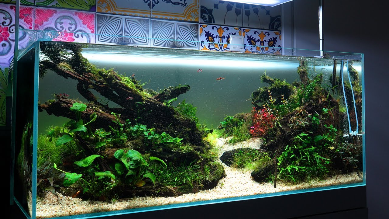 PIMP MY TANK - CZYLI JAK ODRATOWAĆ ZANIEDBANE AKWARIUM W 7 DNI?