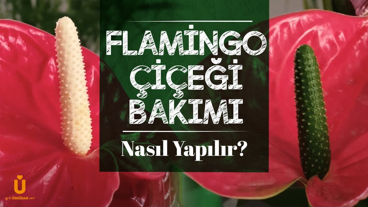 Flamingo Çiçeği (Antoryum) Bakımı Nasıl Yapılır?