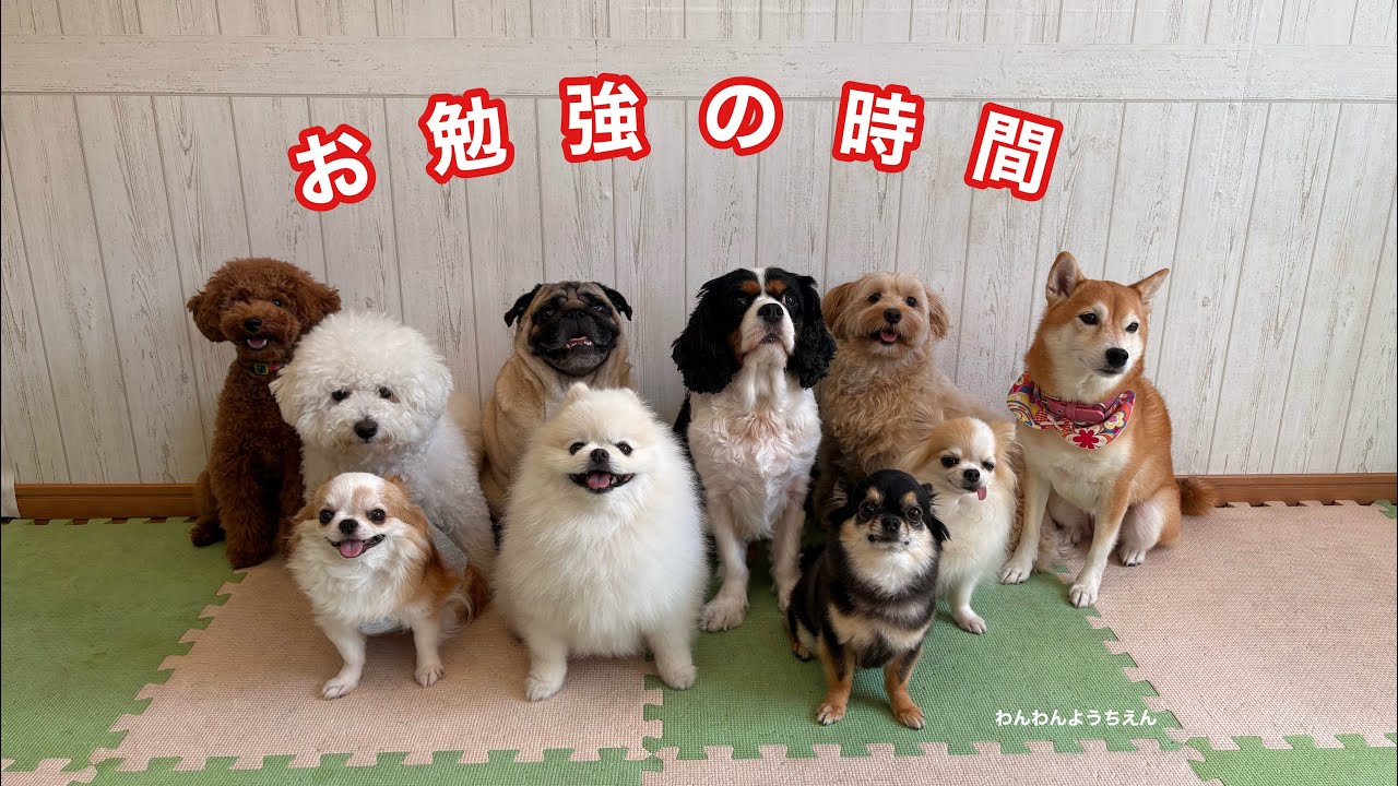 【犬の幼稚園】『ねんね』習得❗️