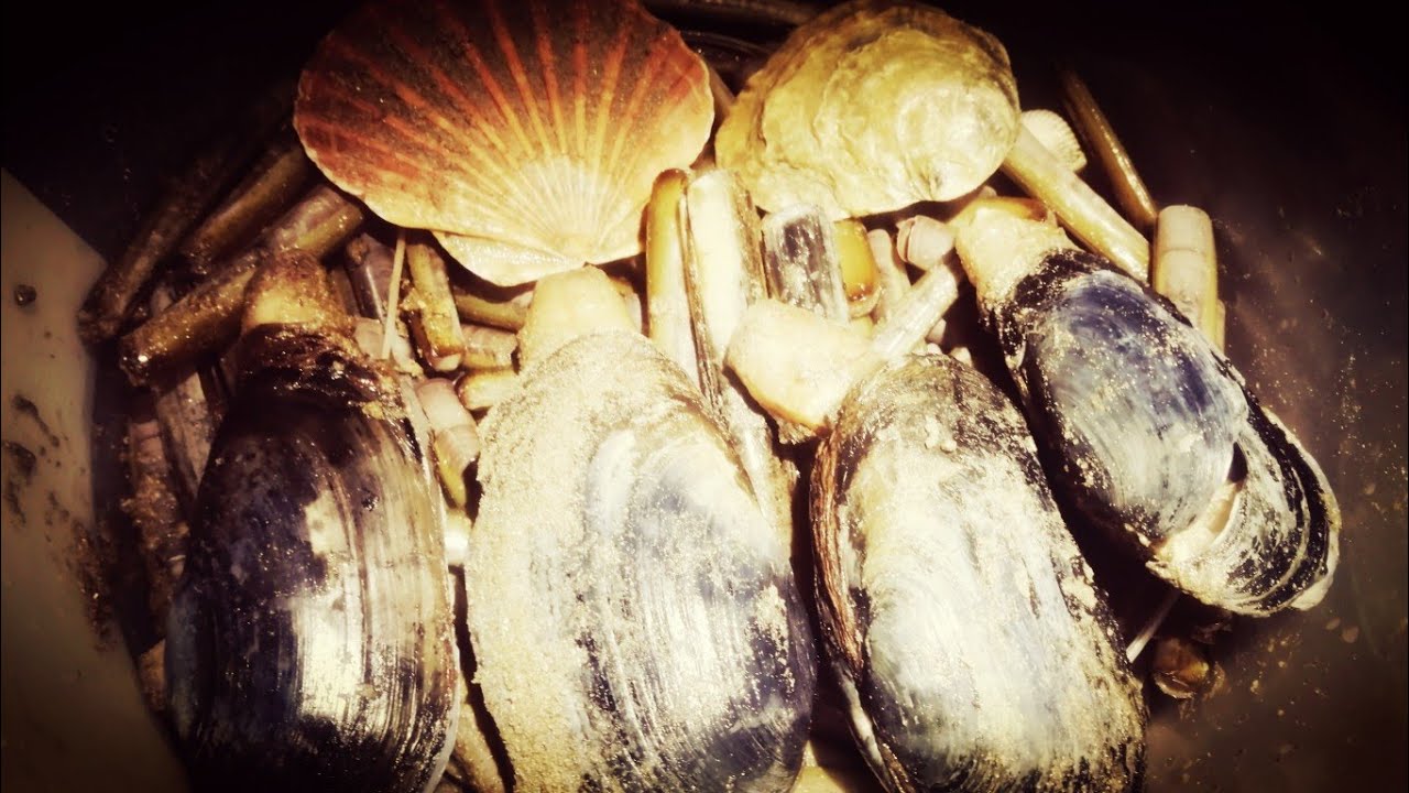 FREE SEA FISHING BAIT - COLLECTING SHELLFISH WASHED UP RAZOR FISH AND GAPER CLAMS AFTER A STORM 😮