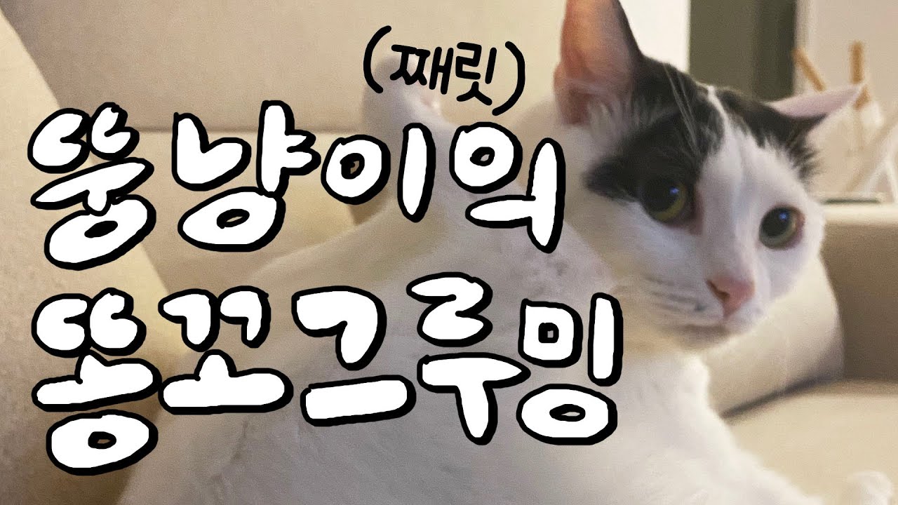 고양이 엉덩이 닦아주는 삶, 이대로 괜찮은가?